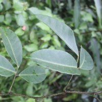 Tetrastigma nilagiricum (Miq.) B.V.Shetty